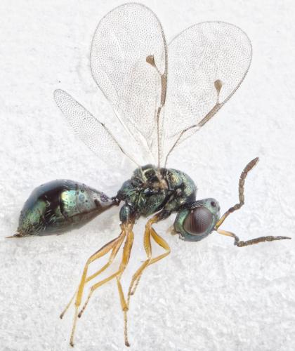 Coruna clavata